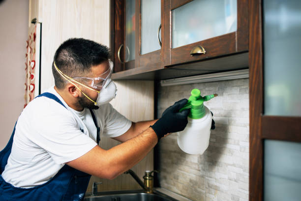 Best Flea Control Services  in Moenkopi, AZ