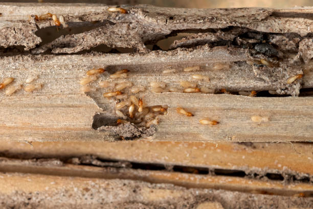 Best Best Pest Control Companies  in Moenkopi, AZ