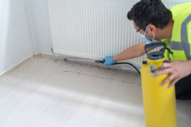 Best Termite Control Services  in Moenkopi, AZ