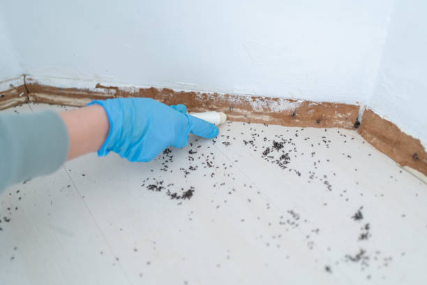 Best Insect Control  in Moenkopi, AZ