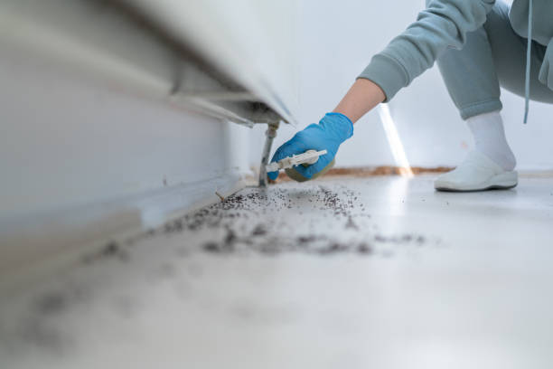 Best Affordable Pest Control Services  in Moenkopi, AZ